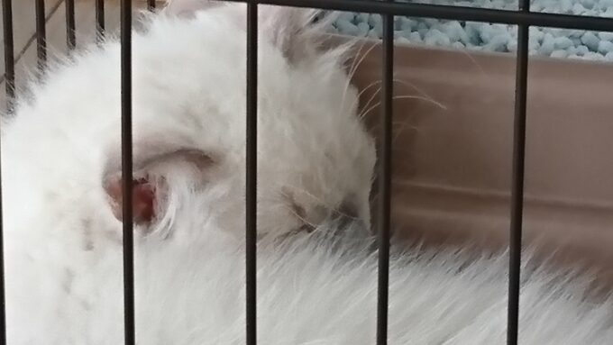 ラグドールの子猫の寝顔。少し緊張気味。ズームで撮影。